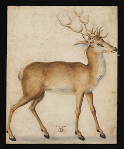 A stag, seen from its side, turned towards the right
