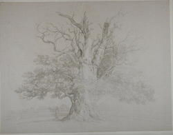 The Cowthorpe Oak near Weatherby, Yorkshire