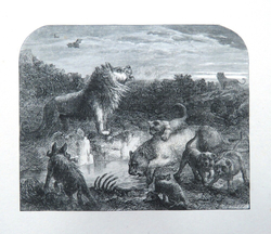 Pride of lions round a watering hole