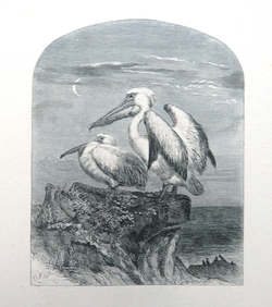 A pair of pelicans on a rocky outcrop