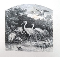 A group of cranes on a riverbank