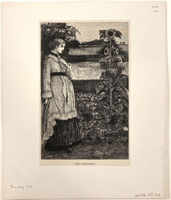 ' THE SUNFLOWER. '