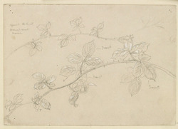 Studies of Bramble Branches in Flower
