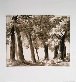 Woodland Landscape