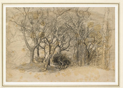 Study of Trees, Clovelly Park