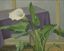 Interior with an Arum Lily