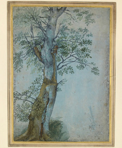 Study of a Tree