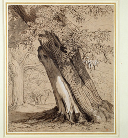 A Spanish chestnut tree