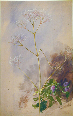 Marsh Valerian and Water Mint