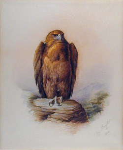 A Golden Eagle
