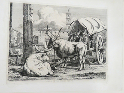 Oxen in the Roman Forum