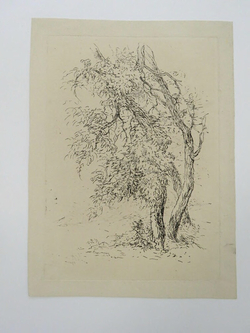 Study of Trees
