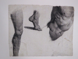 Studies of a Leg, a Foot, and a male Torso