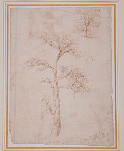 Study of trees