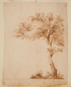 Study of a tree