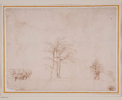 Study of trees