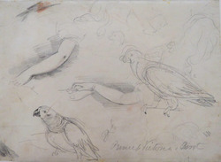 Sheet of studies of a parrot, arms, and a dog