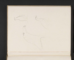 Three studies of an eagle