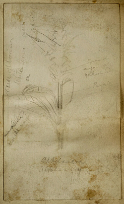 Study of a Maize Plant
