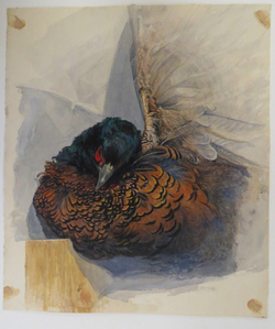 Study of a Pheasant