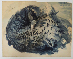 Study of a Pheasant