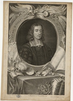 Portrait of Dr Thomas Willis