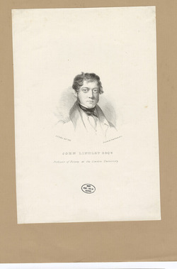 Portrait of J. Lindley