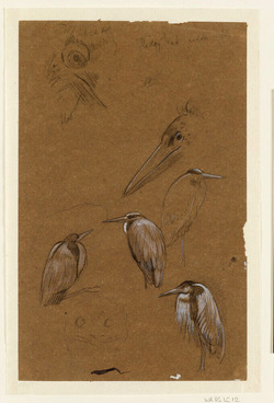 Seven Studies of Birds