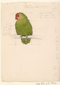 A Study of a Bird