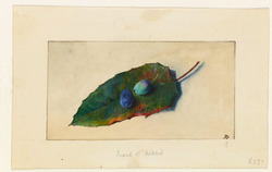A Leaf and two Berries of Berberis Mahonia