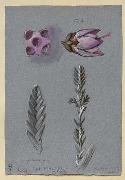 Four Studies of Ling