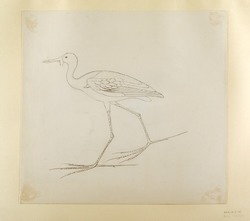 Drawing of an Egyptian Painting of a Bird