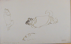 Three studies of a pug