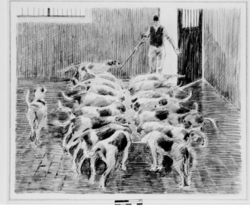 Hounds Feeding
