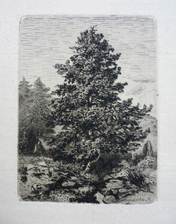 Le Sapin au Mont-Dore. Puy de Dôme