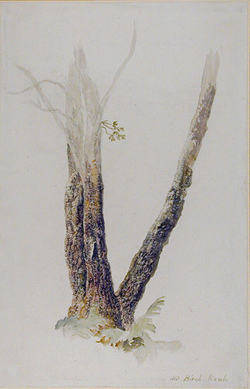 Old Birch, Kowle