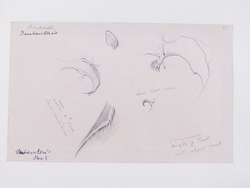 Studies of the Foot and Ear of a Bat