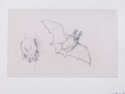 Studies of a Bat in Flight and at Rest