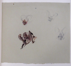 Studies of a Bat