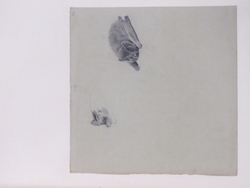 Studies of a Bat