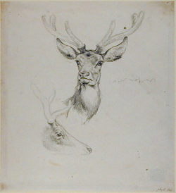 Two Studies of the Head of a Red-deer Stag