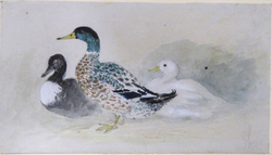 Bird Studies: Ducks