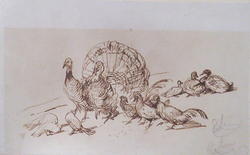 Bird Studies: Turkeys