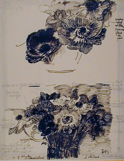 Two studies of St Bridgid anemones