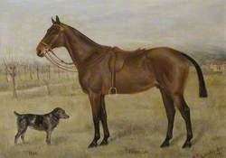 'Thursday' (Lieutenant Colonel Lowther's Charger) and 'Bob'