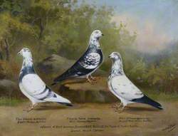 Jack Carnew's Prize-Winning Tippler Pigeons, Bristol Club, 1923