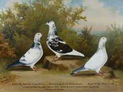 Jack Carnew's Prize-Winning Tippler Pigeons, Bristol Club, 1925