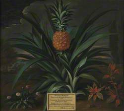 Pineapple Grown in Sir Matthew Decker's Garden at Richmond, Surrey