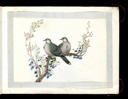 Luzon Bleeding-heart (Gallicolumba luzonica)