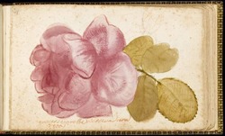 Rose with a leaf